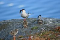 Common Tern (Sterna hirundo)
