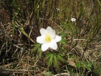 Hvitveis (Anemone nemorosa)