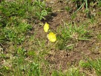 Hestehov (Tussilago farfara)