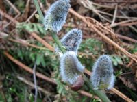 Selje (Salix caprea)