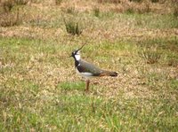 Northern Lapwing (Vanellus vanellus)