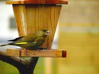 Grønnfink (Carduelis chloris)