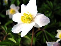 Hvitveis (Anemone nemorosa)