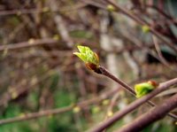 Bjørk (Betula pubescens)