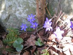 Blåveis (Hepatica nobilis)