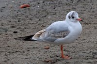 Hettemåke (Chroicocephalus ridibundus)