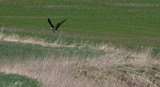 Fiskeørn (Pandion haliaetus)