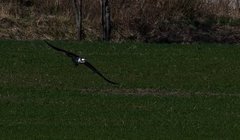 Fiskeørn (Pandion haliaetus)