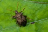 Teger (Heteroptera)