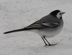 Linerle (Motacilla alba)