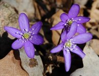 Blåveis (Hepatica nobilis)