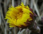 Hestehov (Tussilago farfara)