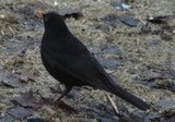 Svarttrost (Turdus merula)