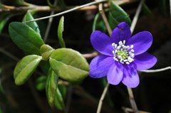 Blåveis (Hepatica nobilis)