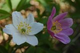 Hvitveis (Anemone nemorosa)