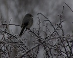 Varsler (Lanius excubitor)