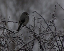 Great Grey Shrike (Lanius excubitor)
