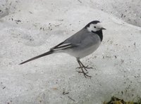 Linerle (Motacilla alba)