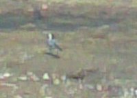 White Wagtail (Motacilla alba)