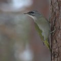 Gråspett (Picus canus)