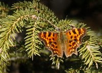 Comma Butterfly (Polygonia c-album)