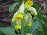 Marianøkleblom (Primula veris)