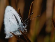 Holly Blue (Celastrina argiolus)