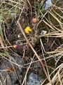 Hestehov (Tussilago farfara)