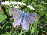 Tiriltungeblåvinge (Polyommatus icarus)