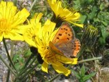 Ildgullvinge (Lycaena phlaeas)