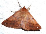 Spinnermåler (Colotois pennaria)