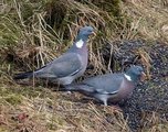 Ringdue (Columba palumbus)