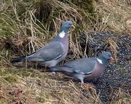 Wood Pigeon (Columba palumbus)
