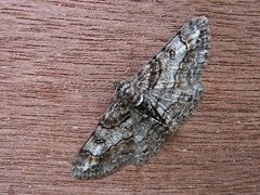 Ringed Carpet (Cleora cinctaria)