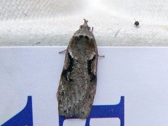 Dawn Flat-body (Semioscopis steinkellneriana)