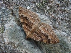 Scarce Tissue (Rheumaptera cervinalis)