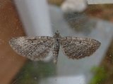 Engdvergmåler (Eupithecia satyrata)