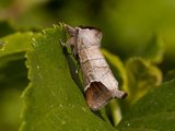 Rødflekkstjertspinner (Clostera curtula)