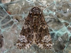 The Coronet (Craniophora ligustri)