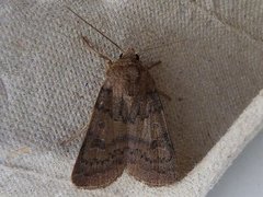 The Uncertain (Hoplodrina octogenaria)