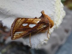 Gold Spot (Plusia festucae)