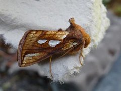 Langstreket metallfly (Plusia festucae)