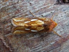 Gold Spot (Plusia festucae)