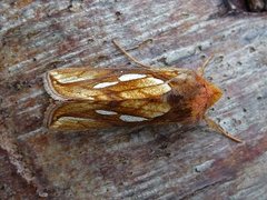 Langstreket metallfly (Plusia festucae)