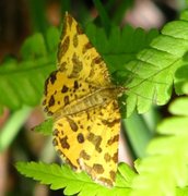 Speckled Yellow (Pseudopanthera macularia)