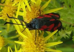 Seksflekket bloddråpesvermer (Zygaena filipendulae)