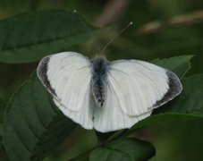 Large White (Pieris brassicae)