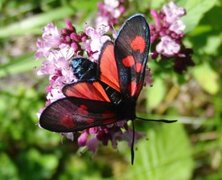 Stor bloddråpesvermer (Zygaena lonicerae)