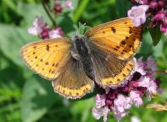 Purpurgullvinge (Lycaena hippothoe)