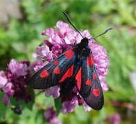 Stor bloddråpesvermer (Zygaena lonicerae)